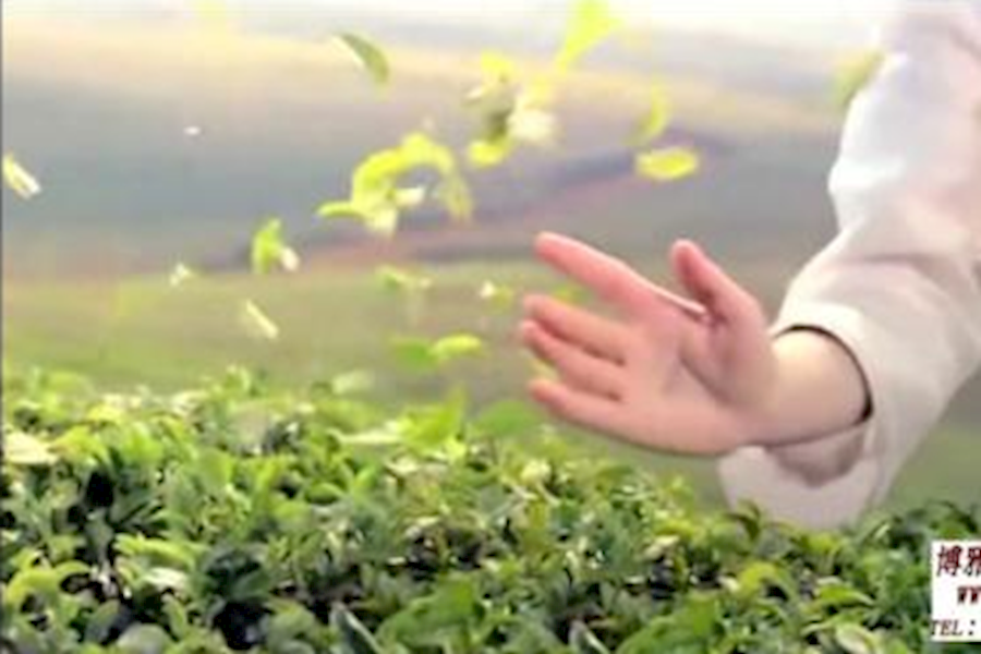 茶盐清健广告片