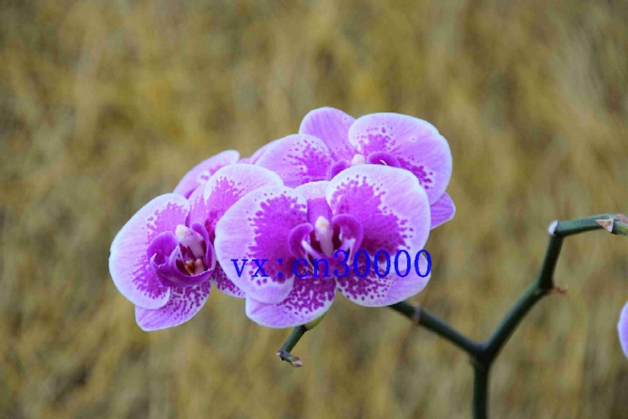 香港摄影 素材拍摄 微距摄影