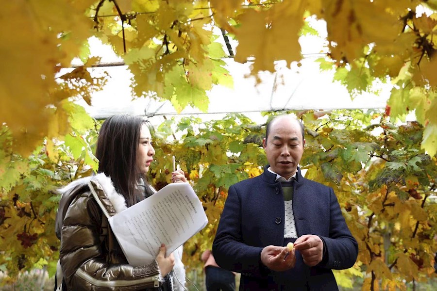 官洲红提网红直播