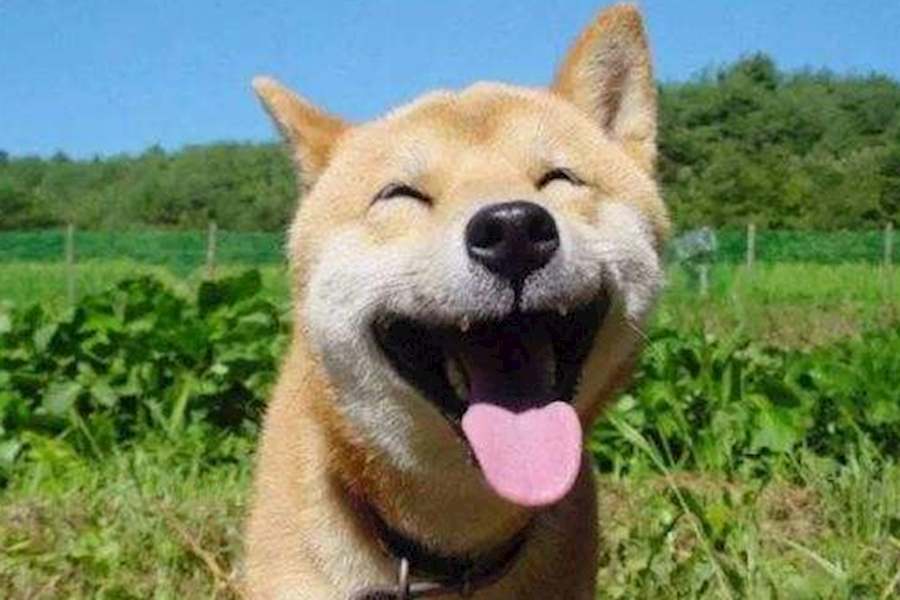 小柴犬-抖音短视频