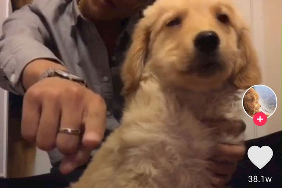 皮蛋的饲养员-抖音短视频