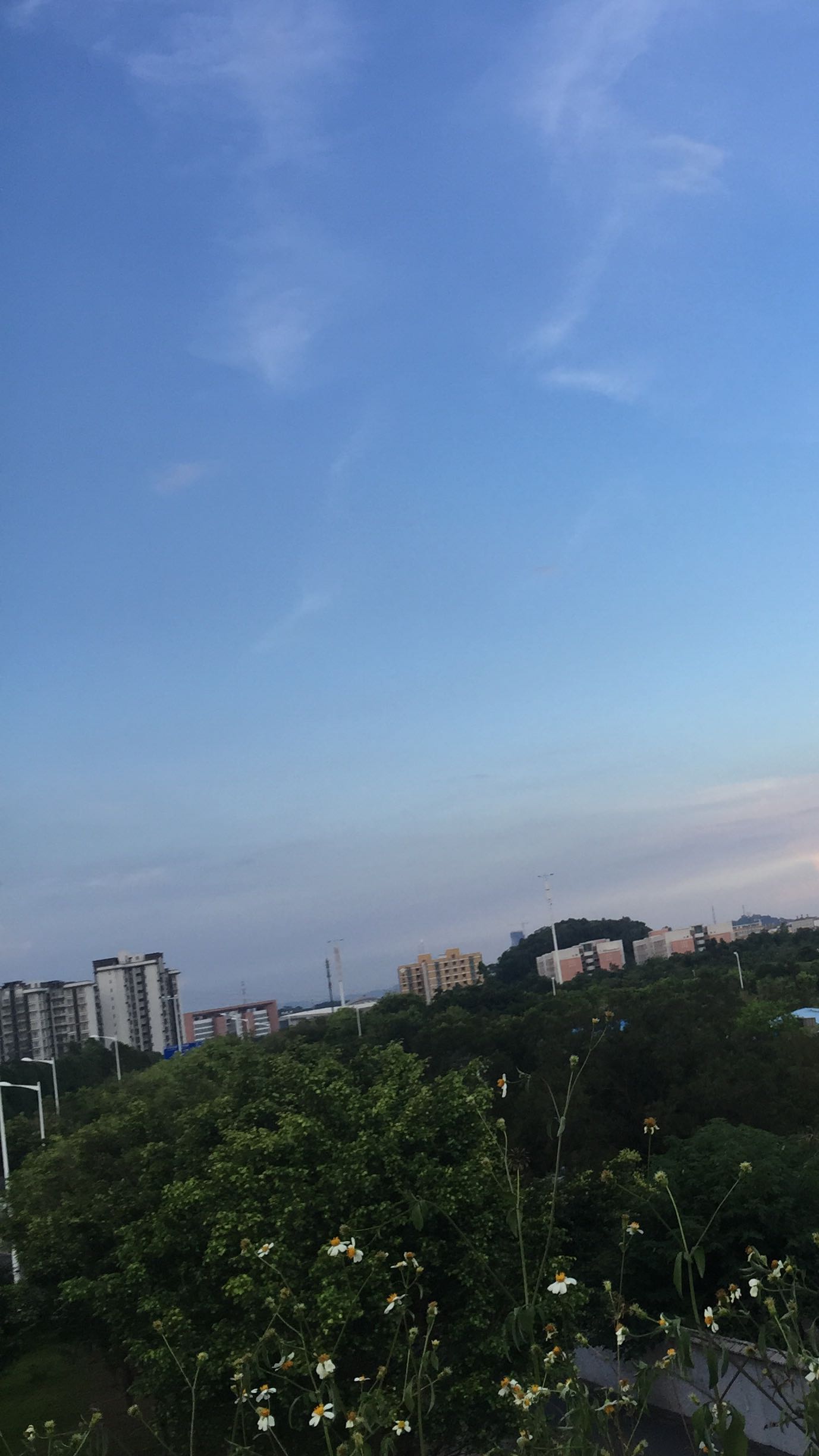 任巧巧