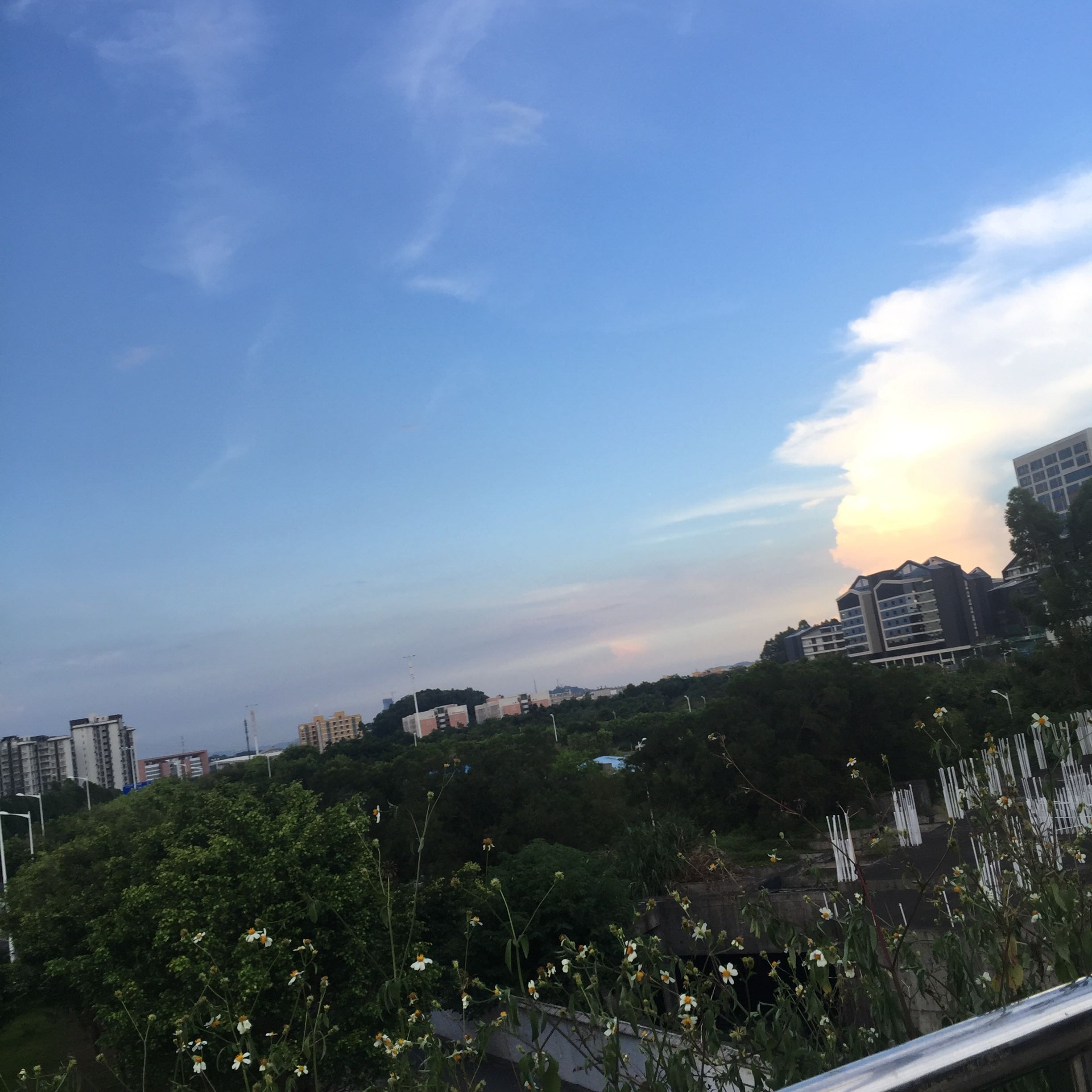 任巧巧
